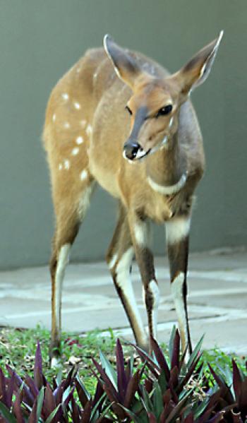 Bushbuck in Sabi Sands Game Reserve, South Africa. 